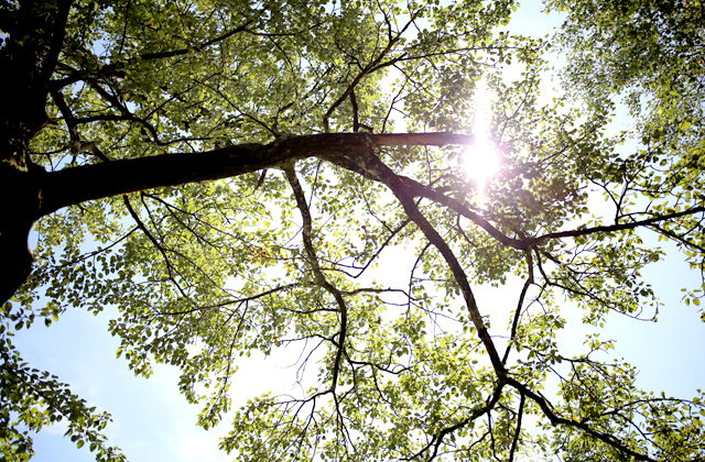 Environment